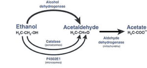 metabolic process of alcohol in the body 